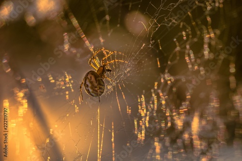 Pająk krzyżak photo