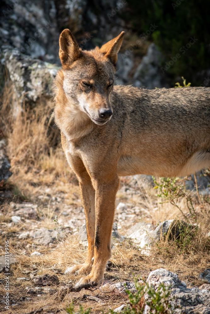 Iberian wolf with closed eyes