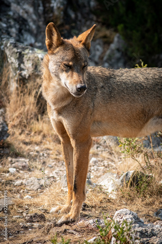 Iberian wolf with closed eyes