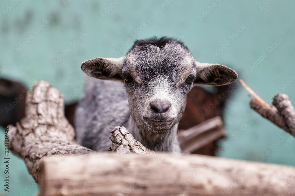 Fototapeta premium Capretto