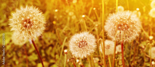 Fototapeta Naklejka Na Ścianę i Meble -  Dandelion close up on natural background. Sunset summer meadow with dandelion flowers 