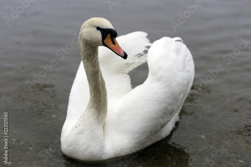 Loch Lomond Swan
