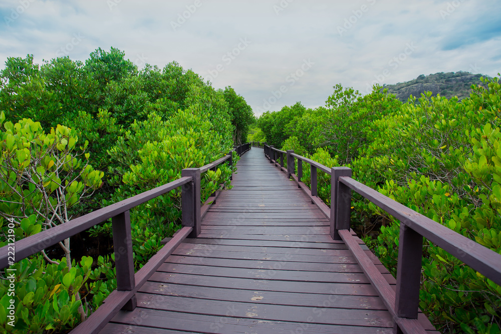 Forest, Bridge - Built Structure, Footbridge, Public Park, Rain