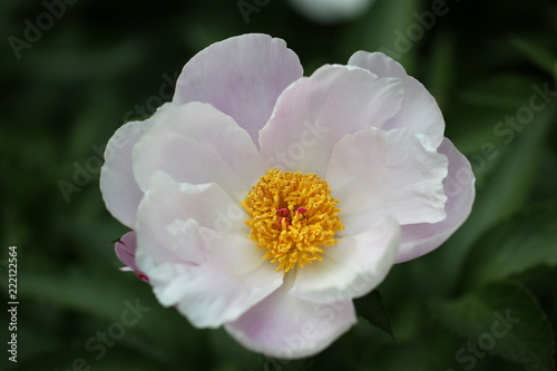 Lotus flower © Alun