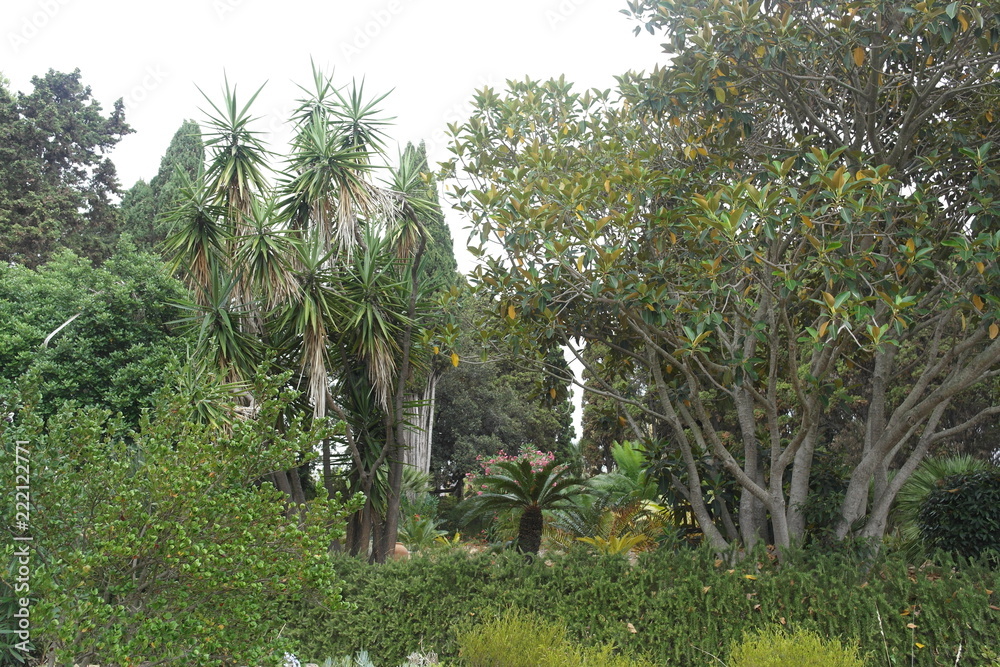 Fototapeta premium Tropical trees