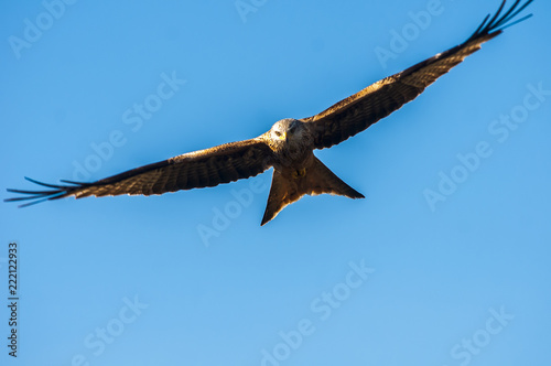 Red Kite  milvus milvus  flying