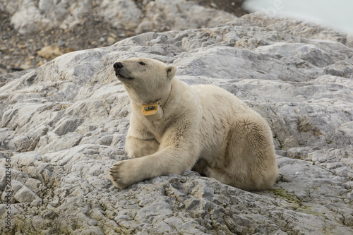 Female polar bear with collar in Svalbard.