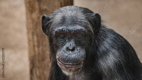 Portrait of funny Chimpanzee with a smugly smile, at smooth background