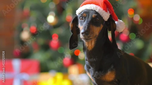 funny dog in santa claus hat on the background of a festive Christmas tree