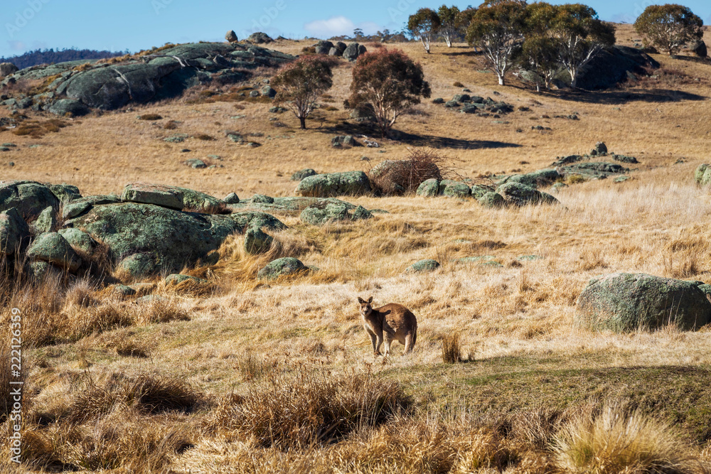 Fototapeta premium Afternoon Snacking