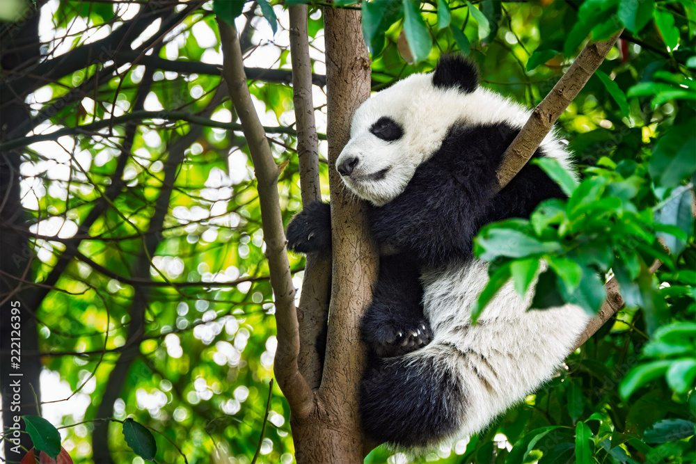 Obraz premium Giant panda bear in China