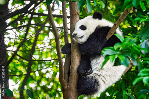 Fototapeta Naklejka Na Ścianę i Meble -  Giant panda bear in China