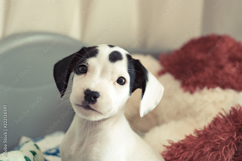 Precioso cachorro de perro blanco con manchas negras en la cara y ojos  negros mirando de frente en primer plano mirando a la cámara inspirando  ternura Stock Photo | Adobe Stock