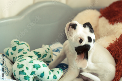Fototapeta Naklejka Na Ścianę i Meble -  Precioso cachorro blanco con manchas negras en la cara, de cuerpo entero, rascándose la oreja en su cama 
