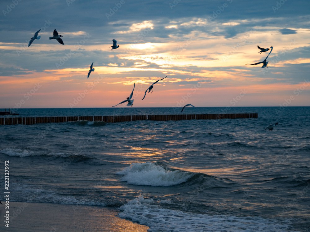 Fototapeta premium Möwen am meer