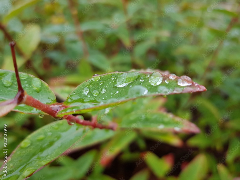 Rain drops on leaves
