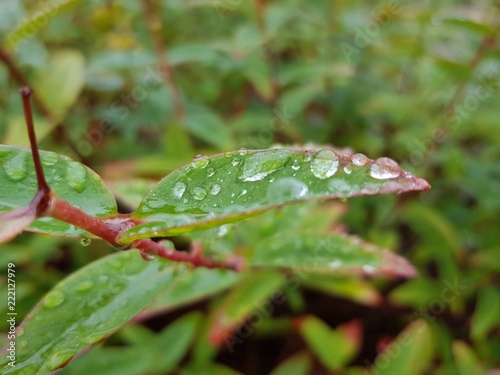 Rain drops on leaves © crazyyyabout