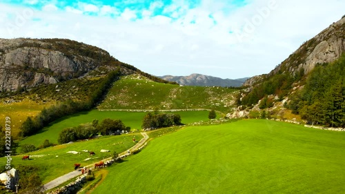 Flying past brown cows on gravel road and green grass with a mountain top and blue sky in the back. photo