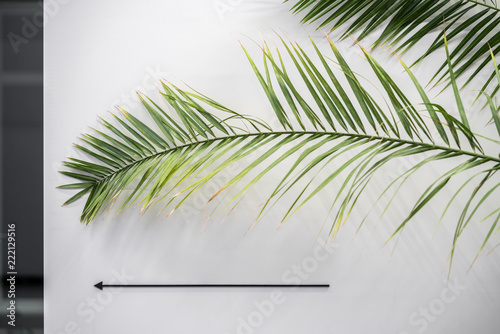 Green leaves on background of light wall