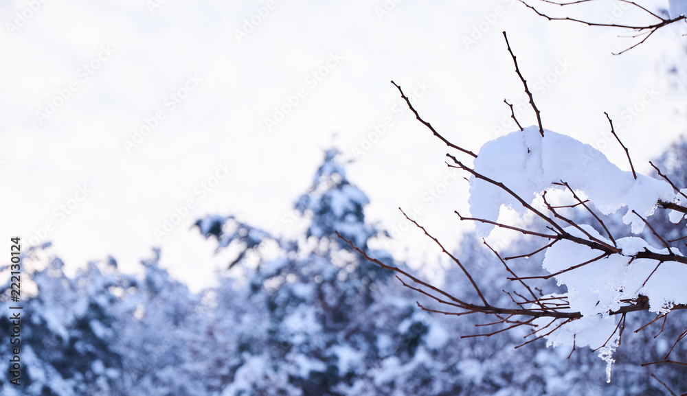 Winter background with tree branch covered with snow. Winter background with tree branch covered with snow.