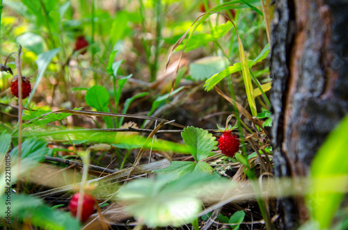 Wilde und saftige Erdbeeren wachsen im Gras nahe dem Baum. photo