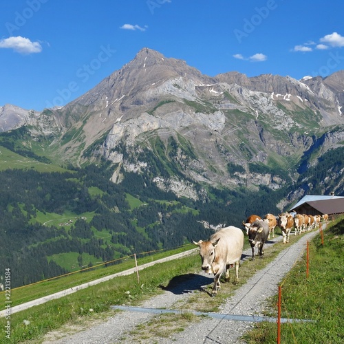 Cows and Mount Spitzhorn. Gsteig bei Gstaad. Saanenland valley, Switzerland.