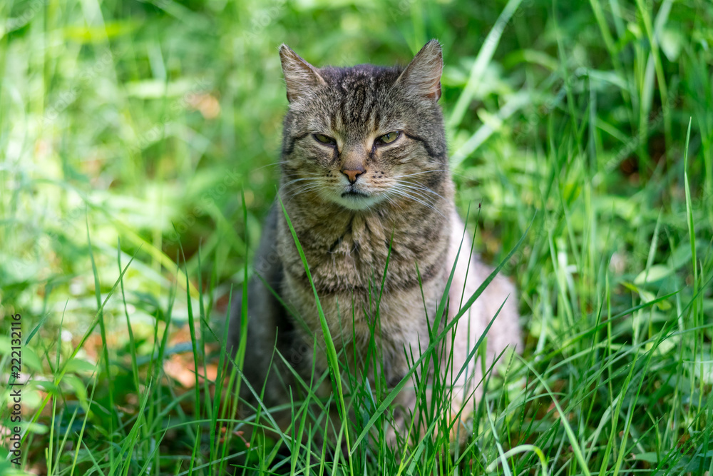 non-pedigree cat on a meadow in green grass.