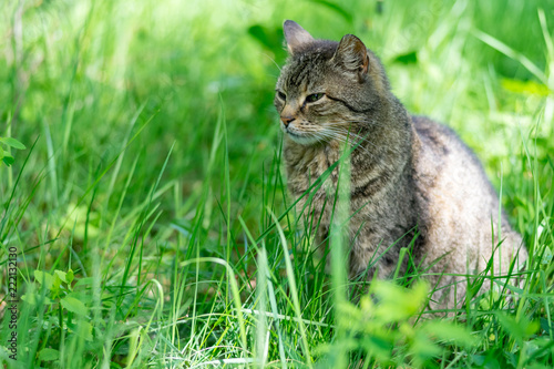 non-pedigree cat on a meadow in green grass. © Sergey Kohl