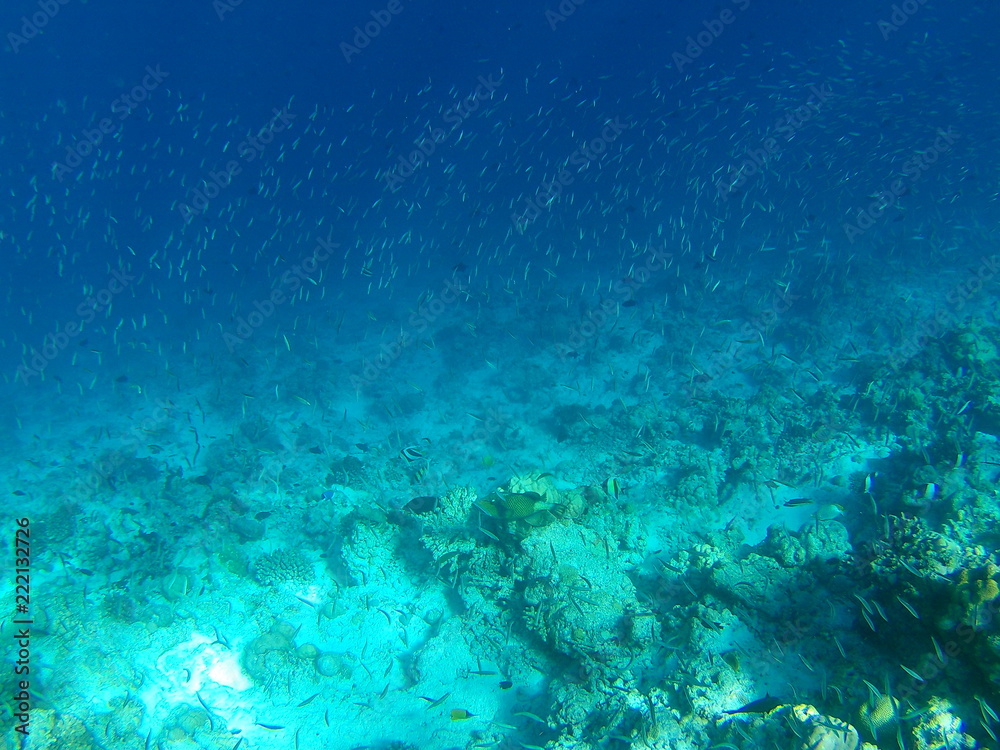 Barriera Corallina Maldive