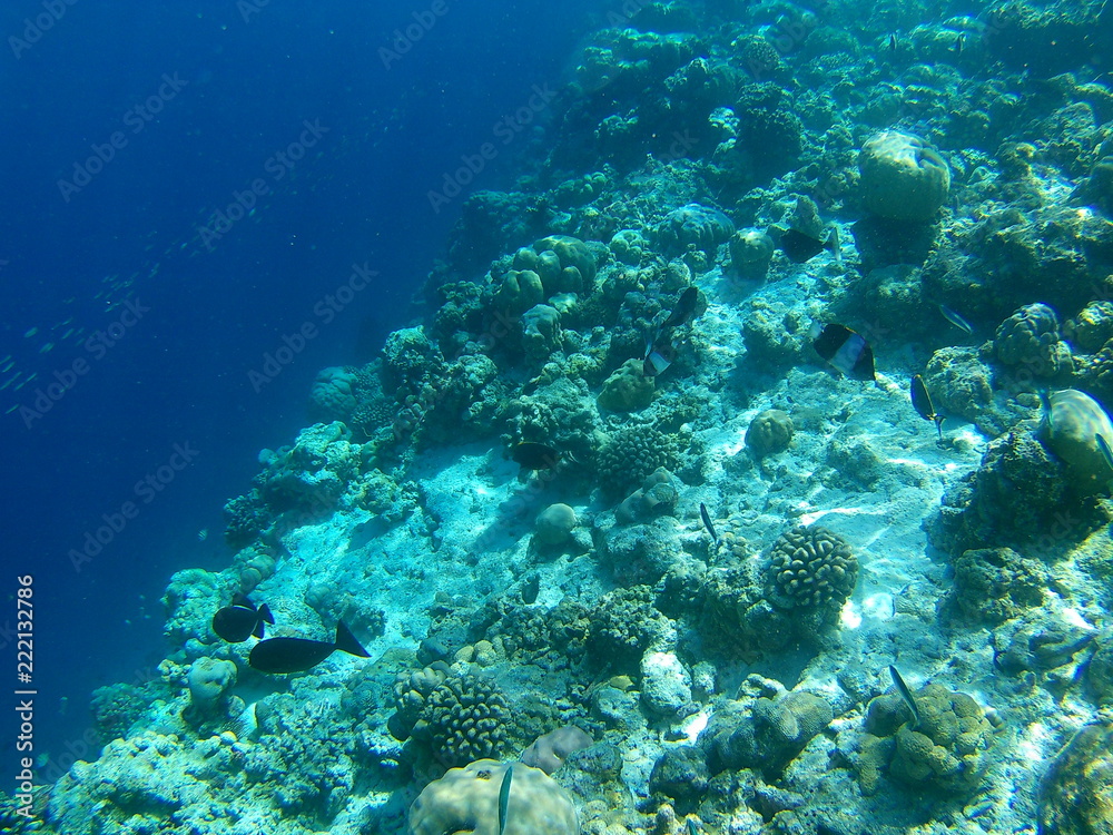 Fototapeta premium Barriera Corallina Maldive