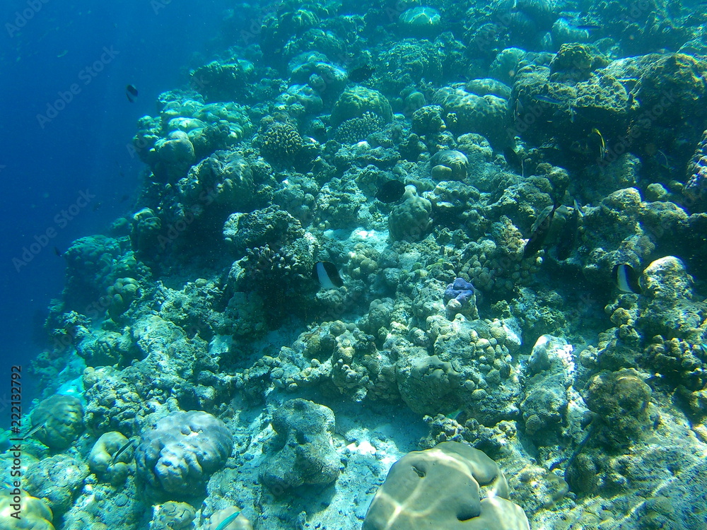 Naklejka premium Barriera Corallina Maldive