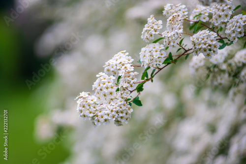 Spring flowering of the decorative bush Reeve's spiraea (Spiraea cantoniensis)