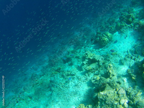 Fototapeta Naklejka Na Ścianę i Meble -  Barriera Corallina Maldive