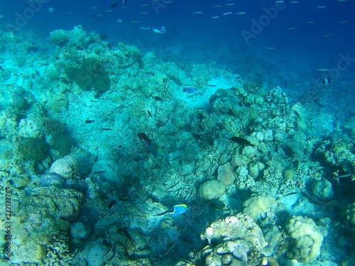 Barriera Corallina Maldive © Renato