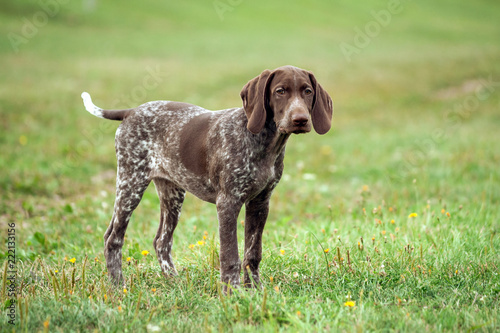 german shorthaired pointer, german kurtshaar one brown spotted puppy sad look, standing on a path surrounded by green grass on the field, a small cute dog, full length photo,
