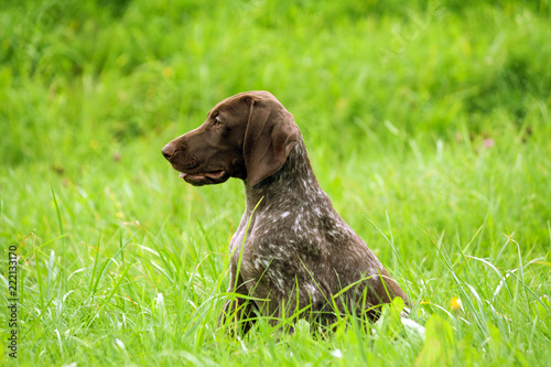 german shorthaired pointer, german kurtshaar one brown spotted puppy photo in profile, the dog sits on a high bright green grass, a beautiful animal with long ears