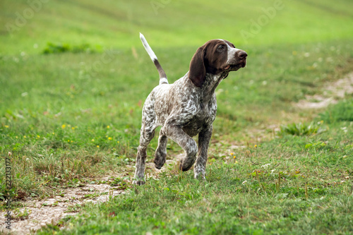 german shorthaired pointer, german kurtshaar one brown spotted puppy runs along the field separated by a path, the head raised high, hunting instincts, attentive and tense body,