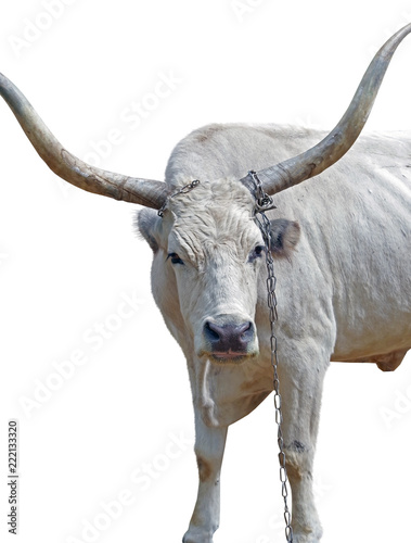 big white bull with horns