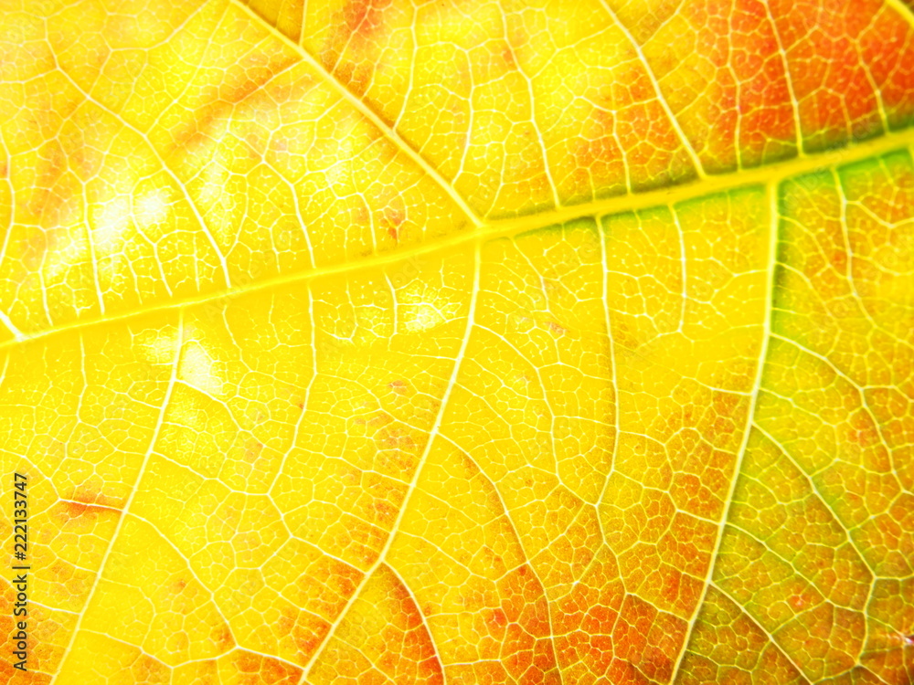 Fototapeta Close-up of fallen autumn leaf. You can see the structure of the sheet. Defoliation.