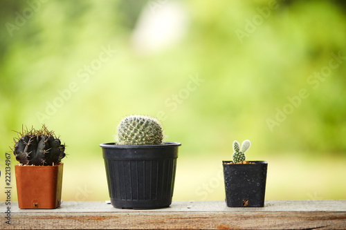 Closeup cactus in garden decoration