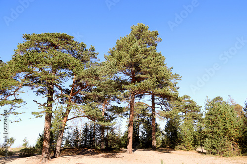 Yagry in Severodvinsk. Unique pine forest. white sea coast photo