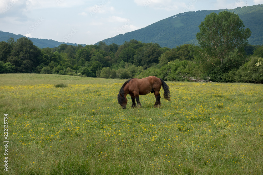A horse loose by means of the mount of the pyrenees