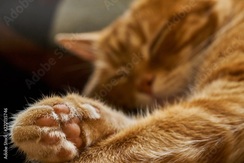 red hair cat dreamily asleep sleeping lounging, close-up