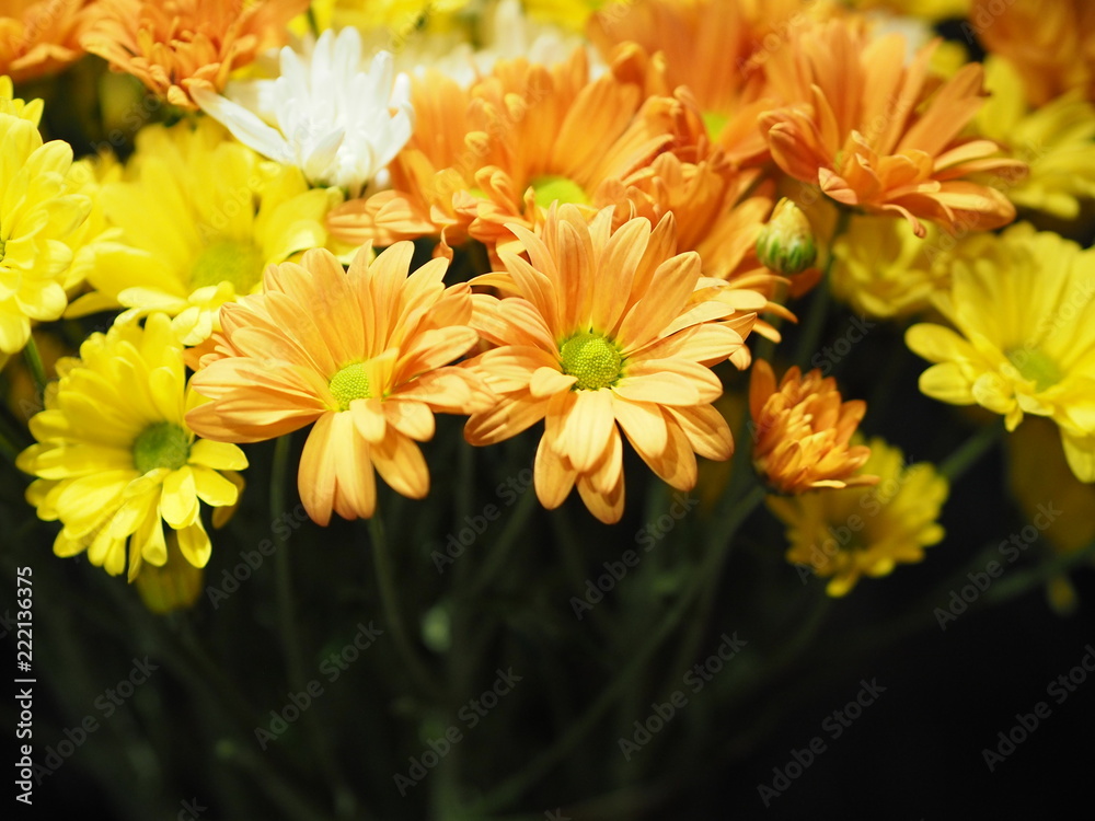 Fototapeta premium Gerbera white yellow and orange flower on black background Gerbera beautiful bouquet