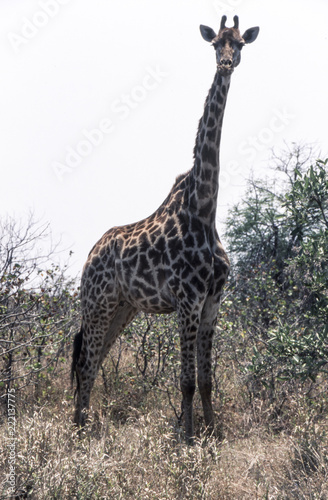 Giraffe  Giraffa camelopardalis   Kruger National Park  Mpumalanga  South Africa  