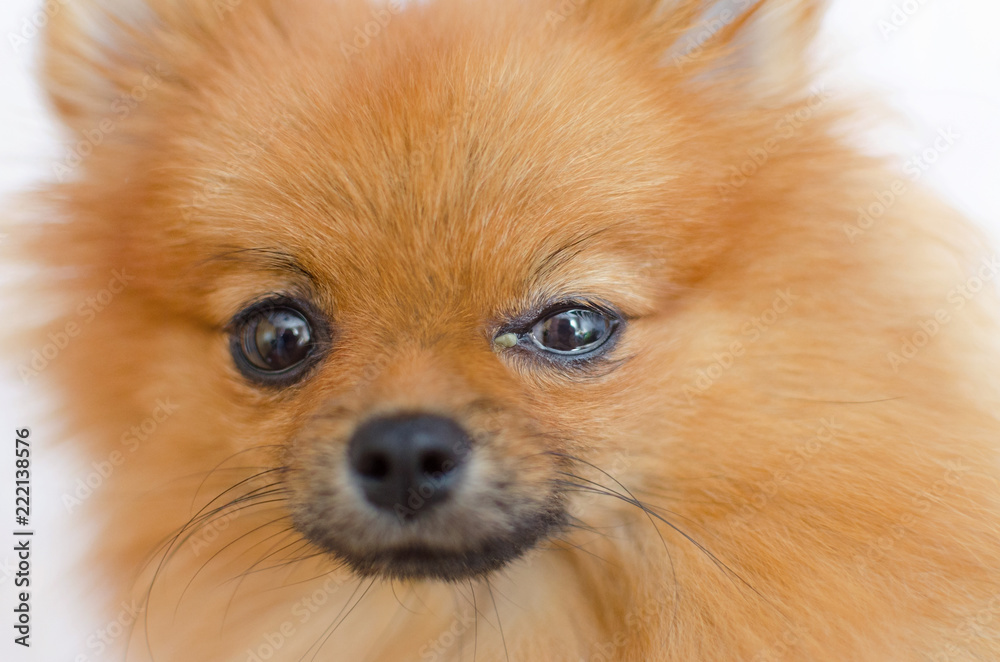 a dog has an eye problem, conjunctivitis