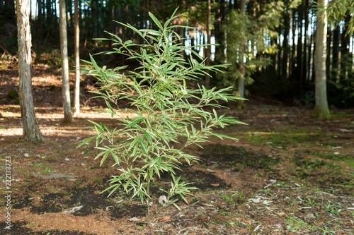 Bamboo Tree (Pleioblastus viridistriatus - Common Name: Dwarf Green Stripe). Horizontal shot. Isolated. Outdoors. Background with eucalyptus tree. photo