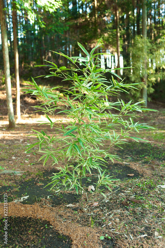 Bamboo Tree (Pleioblastus viridistriatus - Common Name: Dwarf Green Stripe). Vertical shot. Isolated. Outdoors. Background with eucalyptus tree. photo