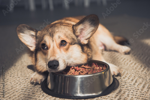 Upset Pembroke Welsh Corgi lying on bowl full of dog food