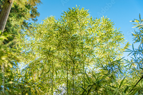 Bamboo Leaves (Pleioblastus viridistriatus - Common Name: Dwarf Green Stripe). Horizontal shot. Isolated. Outdoors. Background with beautiful sky of intense blue. photo